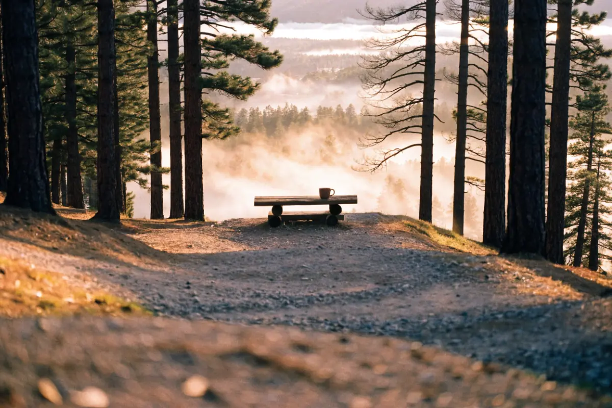 A quiet sunrise path through pines, a hopeful new day
