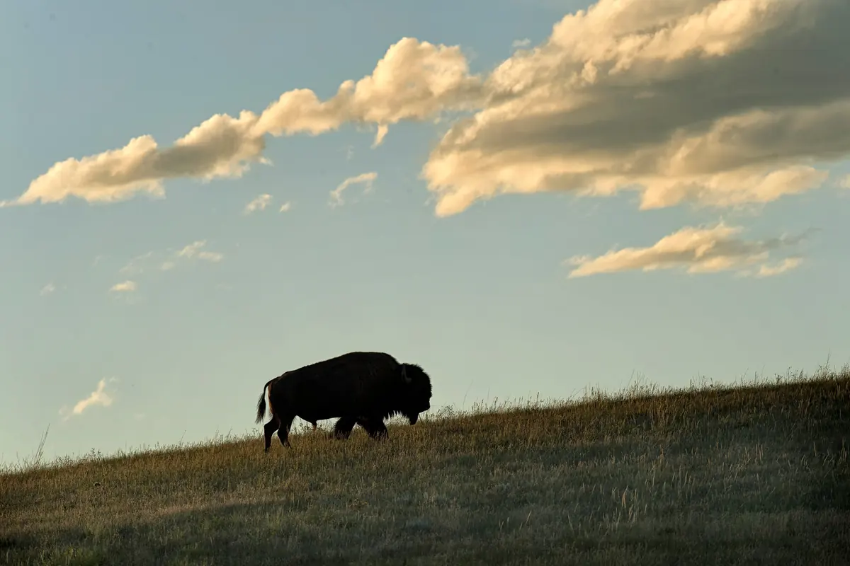 Bison at daybreak in Custer State Park
